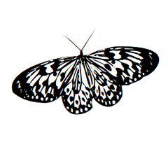 Butterfly Icon Address Labels on Sheets