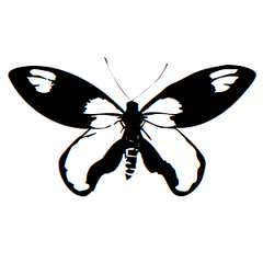 Butterfly Icon Address Labels on Sheets